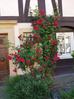 Fewo Niedere Mühlwiese - Großschönau - 7
