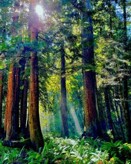 Ocean Forest Bungalows- Deluxe Glamping- Outdoor Showers- Off Grid - 2