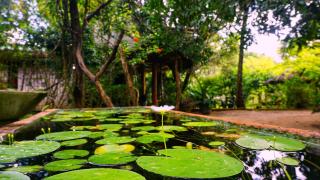 Sigiri Dilu Villa - 1