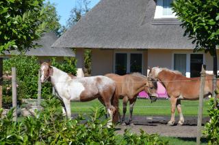 Gartenhaus 1, inkl 1 Parkplatz - Fehmarn - 1