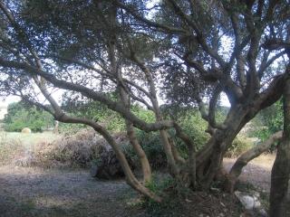 Masseria del Fico in Valle d 'Itria - Martina Franca - 6