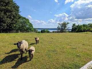 Ferienhaus Zur Döpe am Schweriner See - Hohen Viecheln - 6