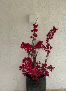 LaMia Bellavista - 1