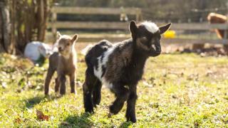 Farm Animals I Retro Museum I Fire Pit I Cozy Stay -  - 8