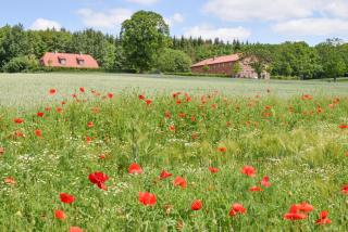 Gut Immenhof - Fewo 5 - Malente - 9