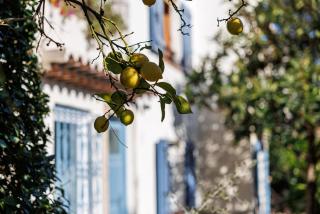 La Petite Marjolaine Pretty Garden Level in Vence - 8