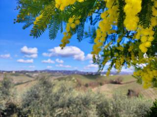 Tuscany Hills La Veduta - Certaldo - 9