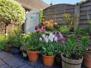 The Bothy - New Forest detached cottage with hot tub - Fordingbridge - 8