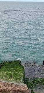 كيلوباترا بحر اسكندرية - 4