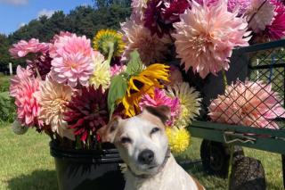 Flower Farm Glamping retreat in Suffolk - Ipswich - 9