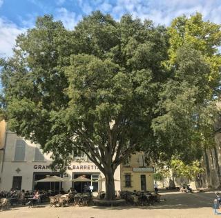 Magnifique T4 intra-muros centre - Avignon - 1