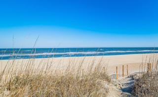 Endangered Species - Southern Shores - 2