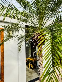The Bohemian Lagarto - Santa Cruz - 6