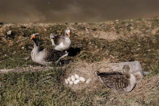 Duck'n Hill Barn - - 4