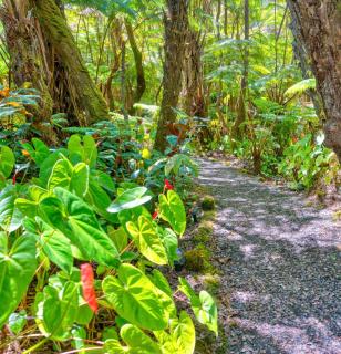 The Pacifica Inn - Volcano - 9