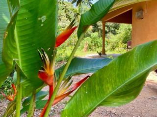 Hello Homestay - Galle - 7