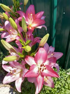 Guest house Lola - 5