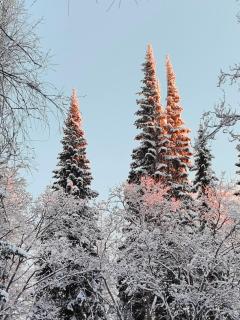 Alapihan Arboretumin vierasmaja ja sauna - 9