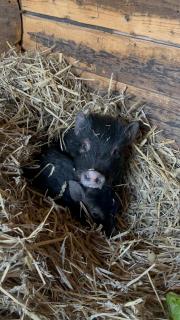 Ferienwohnung „Am Gnaucks Hutberg“ - 5