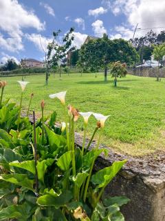 Vicia - O Vicedo - 5