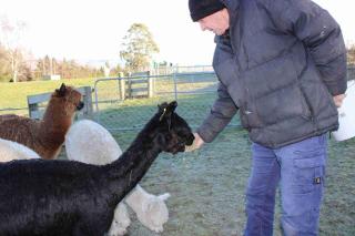 Bruce Farm Alpaca Cabin 3 by Tiny Away - Balclutha - 2
