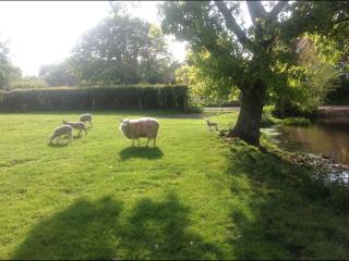 Apple Pye - Plaitford - 3