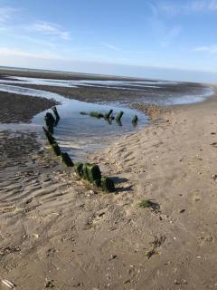 Algues 2 - Quend-Plage - 1