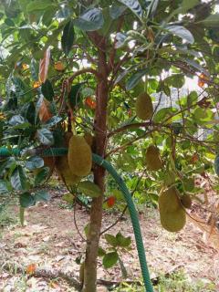 Eevas Farm Stay - Cochin - 8