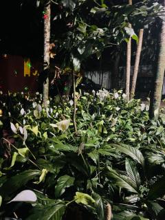 Twin Cottages Resort Coorg - 7