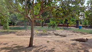 Adama Jarju's Horticultural Garden - 7