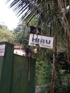 Hiru Resort Inn - Unawatuna - 8