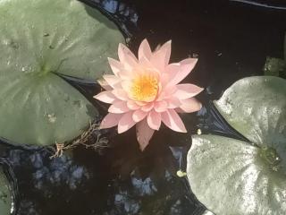 Royal Cottage - Yelagiri - 2