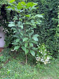 Charming very quiet Center Renewed - 9