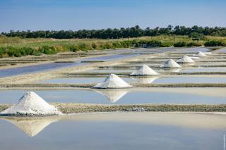 Le Parc des Mimosas - Noirmoutier-en-l'Île - 9