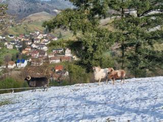 Haus Schwarzwald Königin - Bühlertal - 4