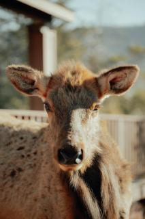 Elk Rim by Rather Be Properties - Pine - 8