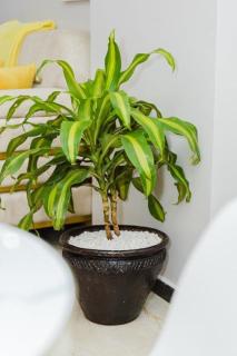 Modern chic stay near yaya centre - 5