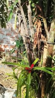 Casa Turistica Valeriana - Cali - 1
