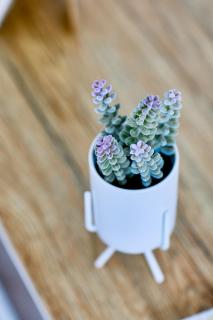 Seawind Sablière 10min from airport - 9