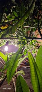 Casa bougainville - 1