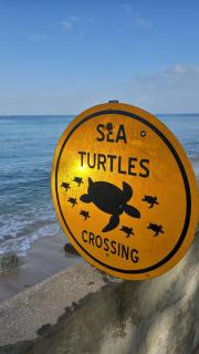 Seashades 2BR 1 full and 1 half bathrooms Condo with pool Close to beach Sleeps 4 - 6