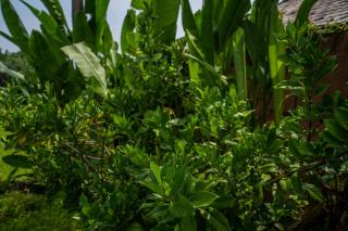 Sylvia Villa - 5BR Spacious Wooden Villa - 2