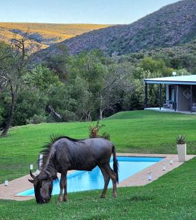 Wildehondekloof Game Lodge - Matjiesrivier - 7