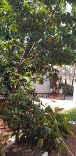 Ecohaven cottage - Entebbe - 8