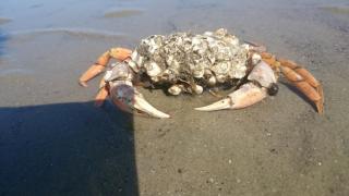 Strandnahe Ferienwohnung Haus Sonneneck 2 - 6