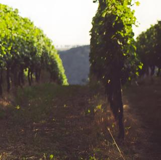 Weingut Schuh - Coswig - 6