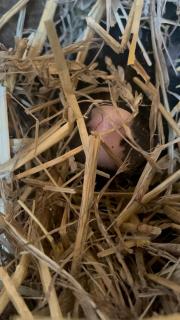 Ferienwohnung „Am Gnaucks Hutberg“ - 8