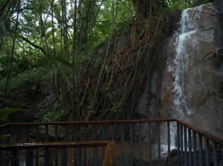 Wayanad Silverwoods Forest Resort & Spa - 6