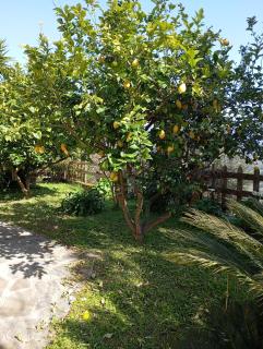Casa Vacanze Diamante - Ogliastro Cilento - 9