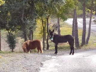Camping Casa Fausto Cerca de Dinopolis - Formiche Alto - 4